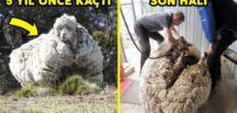 Yıllardır vahşi doğada yaşayan koyun Baarack, 35 kiloluk yükünden kurtuldu
