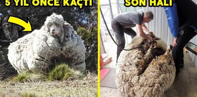 Yıllardır vahşi doğada yaşayan koyun Baarack, 35 kiloluk yükünden kurtuldu