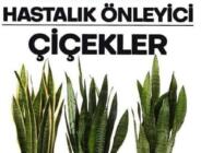 Her Evde Olması Gereken Hastalık Önleyici Çiçekler