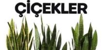 Her Evde Olması Gereken Hastalık Önleyici Çiçekler