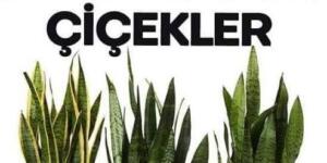 Her Evde Olması Gereken Hastalık Önleyici Çiçekler