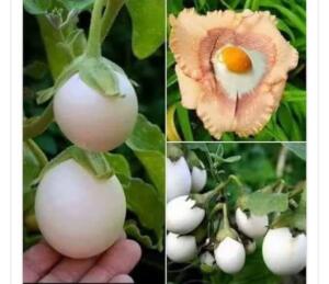 Ona yumurta çiçeği diyen de var beyaz patlıcan bitkisi de… Adına ne derseniz deyin verdiği şifa ve etki aynı ölçüde… İşte yumurta çiçeği bitkisinin faydaları
