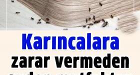 Karıncalara Zarar Vermeden Uzaklaştırmanın Hiç Duymadığınız 5 Doğal Yolu