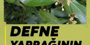 Defne Yaprağı ve Defne Yaprağı Çayının Faydaları
