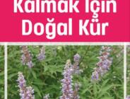 Hamile kalmak için Bitkisel Doğal kür