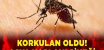 Korkulan oldu! Asya Kaplan Sivrisineği İstanbul’dan sonra 13 ilde daha görüldü