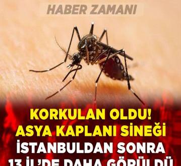 Korkulan oldu! Asya Kaplan Sivrisineği İstanbul’dan sonra 13 ilde daha görüldü