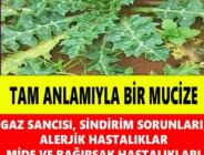 Tam Anlamıyla Mucize Bitki