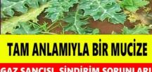 Tam Anlamıyla Mucize Bitki