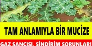 Tam Anlamıyla Mucize Bitki