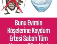 Bunu Evimin Köşelerine Koydum Ertesi Sabah Tüm Hamam Böcekleri Ölmüştü