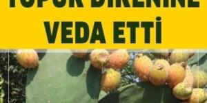 Topuk Dikeni Rahatsızlığına Karşı Denenmiş Doğal Yöntem