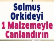 Solmuş Orkideyi 1 Malzemeyle Yeniden Canlandırın