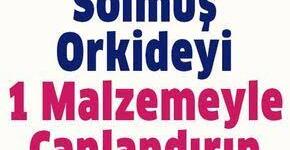 Solmuş Orkideyi 1 Malzemeyle Yeniden Canlandırın