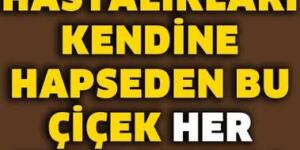 Sağlığa Faydalı 6 Harika Çiçek Evinize Çok İyi Gelecek