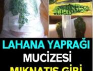 LAHANA YAPRAĞI MUCİZESİ… BAKIN NEYMİŞ…