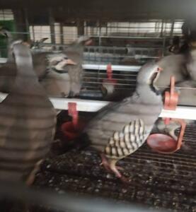 10 yıl önce fabrikada çalışırken hobi olarak keklik ve sülün yetiştirmeye başlayan Suat Köprücü, bu kuşların üretimini de yapmaya başladı. Fazla olan keklik ve sülünleri kesip satmaya başladı. Kuşların etleri çok fazla talep görünce fabrikadaki işinden ayrılıp bu işi yapmaya başladı.