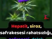 Hepatit, siroz, safrakesesi rahatsızlığı, nefropati, dalak rahatsızlıklarına şifa olacaktır.