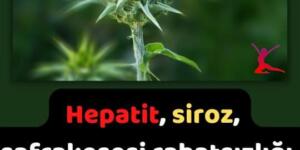 Hepatit, siroz, safrakesesi rahatsızlığı, nefropati, dalak rahatsızlıklarına şifa olacaktır.