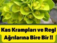 Kas krampları ve regl ağrılarına bire bir !! Okumak İçin mavi yazıyı tıklayın