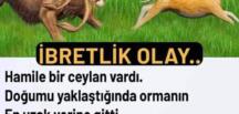 Hamile.Ceylanın.ibretlik hikayesi