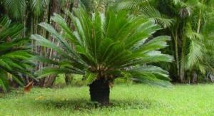 Cüce palmiye (Saw palmetto)