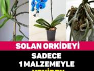 Solmuş Orkide Çiçeğini Canlandırma – Orkide Bakımı