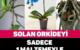 Solmuş Orkide Çiçeğini Canlandırma – Orkide Bakımı