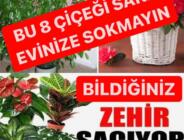 Hiç Bilmeden Evimizde Büyüttüğümüz 8 Zehirli Bitki