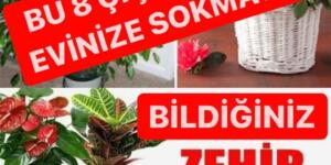 Hiç Bilmeden Evimizde Büyüttüğümüz 8 Zehirli Bitki