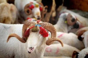Ayrıca, kurban kesimi sonrası şükür namazı kılınması tavsiye edilmektedir.
