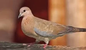 Kumru Sevgiyi ve Sadakati Temsil Eder
Kumrular, eşlerine ömür boyu sadık kalan nadir kuş türlerinden biridir. Bu yüzden pencerenize konan bir kumru, aşk hayatınızda sadakat, sevgi ve uyumu simgeleyebilir. Bekarlar için yeni bir aşkın kapıda olduğunu, evli çiftler içinse daha derin bir bağın oluşacağını işaret edebilir.
