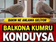 Pencerene Kumru Konduysa Bu Haberi Okumadan Geçme? İşte Taşıdığı Mesaj!