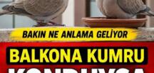 Pencerene Kumru Konduysa Bu Haberi Okumadan Geçme? İşte Taşıdığı Mesaj!