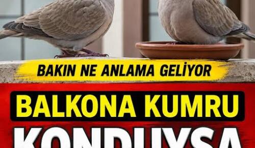 Pencerene Kumru Konduysa Bu Haberi Okumadan Geçme? İşte Taşıdığı Mesaj!