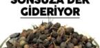 Ses Kısıklığını Tedavi Ediyor Ağız Kokusunu Sonsuza Dek Gideriyor!