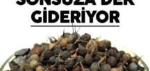 Ses Kısıklığını Tedavi Ediyor Ağız Kokusunu Sonsuza Dek Gideriyor!