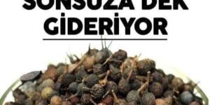 Ses Kısıklığını Tedavi Ediyor Ağız Kokusunu Sonsuza Dek Gideriyor!
